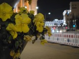 Low-light samples, telephoto camera (3x) - 69mm, f/2.4, ISO 1600, 1/33s (4000x3000px) - Samsung Galaxy S26 Ultra review