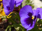Daylight samples, telephoto camera (2.9x) - 70mm, f/2.8, ISO 50, 1/500s (4000x3000px) - Sony Xperia 1 VIII review