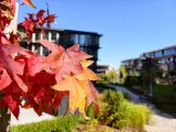 Daylight samples, main camera (1x) - 23mm, f/1.7, ISO 50, 1/386s (4080x3072px) - vivo X Fold6 review