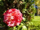Daylight samples, main camera (1x) - 23mm, f/1.7, ISO 50, 1/275s (4080x3072px) - vivo X Fold6 review