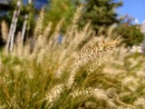 Daylight samples, main camera (1x) - 23mm, f/1.7, ISO 50, 1/775s (4080x3072px) - vivo X Fold6 review