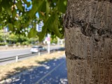 Daylight samples, main camera (1x) - 23mm, f/1.7, ISO 119, 1/1957s (4080x3072px) - vivo X Fold6 review
