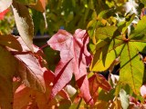 Daylight samples, main camera (2x) - 46mm, f/1.7, ISO 50, 1/483s (4080x3072px) - vivo X Fold6 review