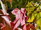 Daylight samples, telephoto camera (3x) - 70mm, f/2.6, ISO 165, 1/5623s (4096x3072px) - vivo X Fold6 review