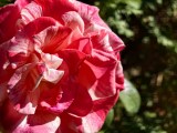 Daylight samples, telephoto camera (3x) - 70mm, f/2.6, ISO 72, 1/1313s (4096x3072px) - vivo X Fold6 review
