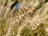 Daylight samples, telephoto camera (3x) - 70mm, f/2.6, ISO 72, 1/1528s (4096x3072px) - vivo X Fold6 review