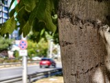 Daylight samples, telephoto camera (3x) - 70mm, f/2.6, ISO 277, 1/5926s (4096x3072px) - vivo X Fold6 review