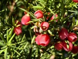 Daylight samples, telephoto camera (3x) - 70mm, f/2.6, ISO 72, 1/577s (4096x3072px) - vivo X Fold6 review