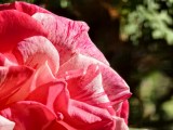 Daylight samples, telephoto camera (6x) - 140mm, f/2.6, ISO 50, 1/1012s (4096x3072px) - vivo X Fold6 review