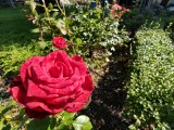 Daylight samples, ultrawide camera (0.6x) - 15mm, f/2.0, ISO 50, 1/100s (4096x3072px) - vivo X500 Pro Max review