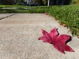 Daylight samples, ultrawide camera (0.6x) - 15mm, f/2.0, ISO 50, 1/355s (4096x3072px) - vivo X500 Pro Max review