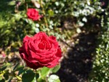 Daylight samples, main camera (1x) - 24mm, f/1.6, ISO 67, 1/432s (4096x3072px) - vivo X500 Pro Max review