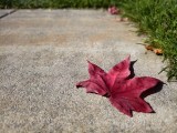 Daylight samples, main camera (1x) - 24mm, f/1.6, ISO 67, 1/1386s (4096x3072px) - vivo X500 Pro Max review