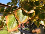 Daylight samples, main camera (1x) - 24mm, f/1.6, ISO 67, 1/483s (4096x3072px) - vivo X500 Pro Max review