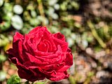 Daylight samples, telephoto camera (3.5x) - 85mm, f/2.7, ISO 78, 1/100s (4080x3072px) - vivo X500 Pro Max review