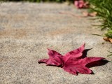 Daylight samples, telephoto camera (3.5x) - 85mm, f/2.7, ISO 53, 1/200s (4080x3072px) - vivo X500 Pro Max review