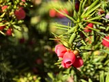 Close-up samples, telephoto camera (3.5x) - 85mm, f/2.7, ISO 82, 1/100s (4080x3072px) - vivo X500 Pro Max review
