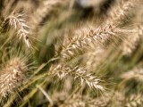 Close-up samples, telephoto camera (3.5x) - 85mm, f/2.7, ISO 50, 1/144s (4080x3072px) - vivo X500 Pro Max review