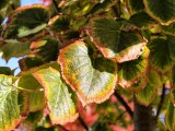 Close-up samples, telephoto camera (3.5x) - 85mm, f/2.7, ISO 81, 1/100s (4080x3072px) - vivo X500 Pro Max review