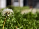 Close-up samples, telephoto camera (3.5x) - 85mm, f/2.7, ISO 50, 1/163s (4080x3072px) - vivo X500 Pro Max review