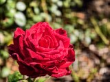 Daylight samples, telephoto camera (3.5x), 25MP - 85mm, f/2.7, ISO 64, 1/100s (5760x4320px) - vivo X500 Pro Max review