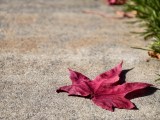 Daylight samples, telephoto camera (3.5x), 25MP - 85mm, f/2.7, ISO 51, 1/200s (5760x4320px) - vivo X500 Pro Max review