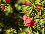 Close-up samples, telephoto camera (7x) - 85mm, f/2.7, ISO 81, 1/100s (5760x4320px) - vivo X500 Pro Max review
