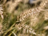 Close-up samples, telephoto camera (7x) - 85mm, f/2.7, ISO 50, 1/149s (5760x4320px) - vivo X500 Pro Max review