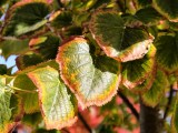 Close-up samples, telephoto camera (7x) - 85mm, f/2.7, ISO 91, 1/100s (5760x4320px) - vivo X500 Pro Max review