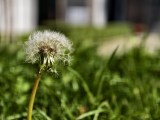 Close-up samples, telephoto camera (7x) - 85mm, f/2.7, ISO 50, 1/177s (5760x4320px) - vivo X500 Pro Max review