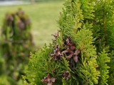 Close-up samples, main camera (2x) - 46mm, f/1.7, ISO 50, 1/306s (4096x3072px) - Xiaomi 17 Ultra review