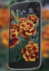 Probable next Nexus phone, LG E960 Mako camera samples leak